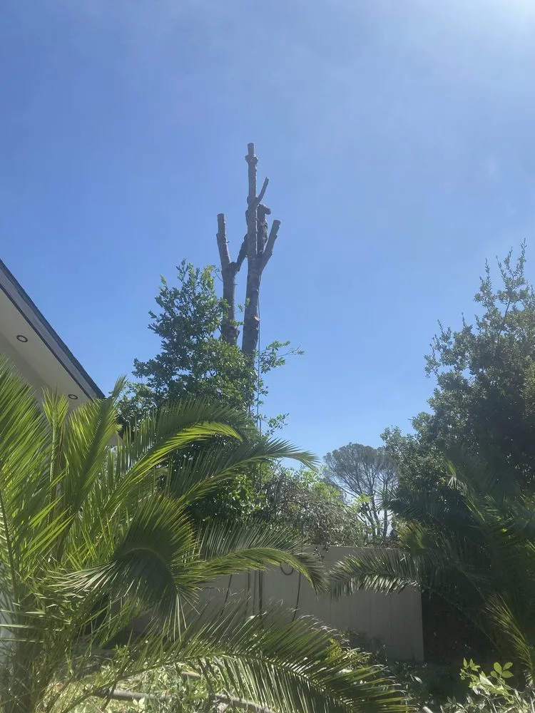 Professional outdoor landscaping for year-round maintenance across Newhall, CA - JR tree Service and Brush Clearance & landscape