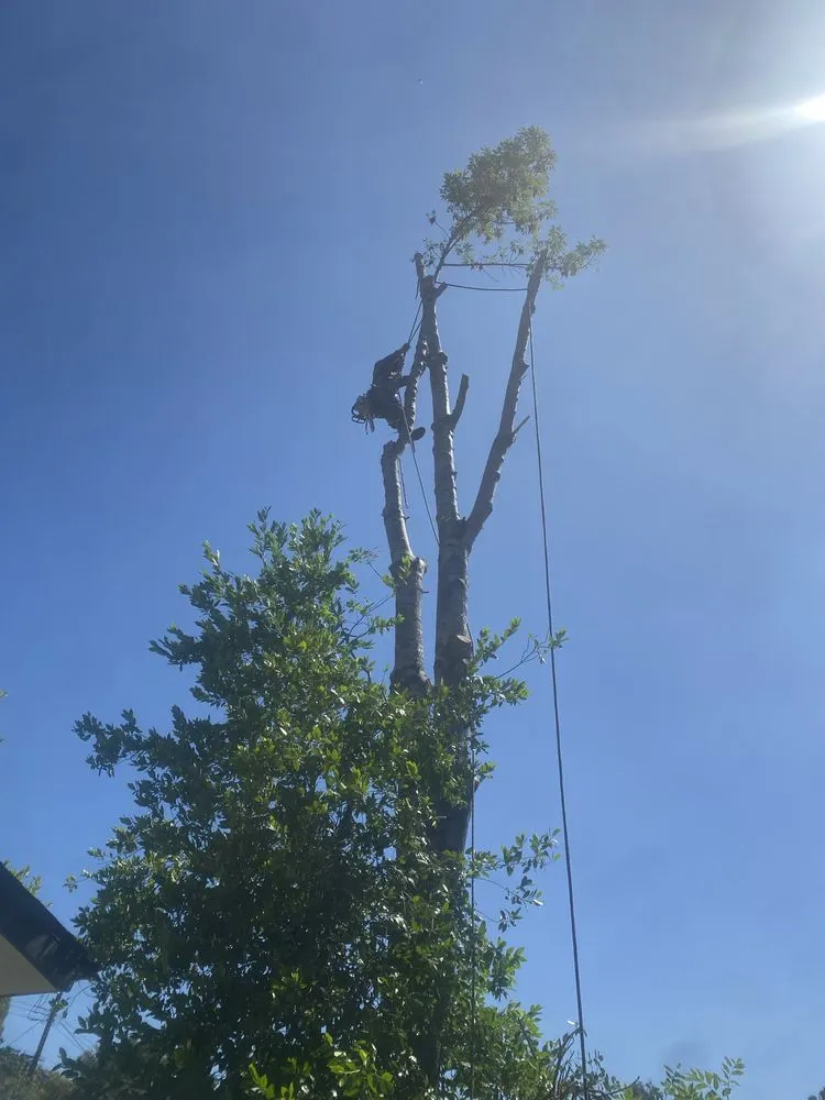 Custom landscaping services for outdoor upgrades in Newhall, CA by JR tree Service and Brush Clearance & landscape
