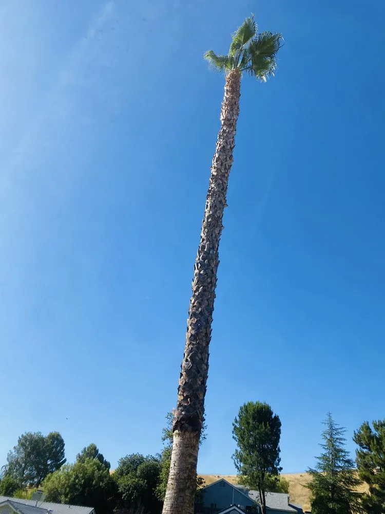 Trusted residential landscaping in Newhall, CA - JR tree Service and Brush Clearance & landscape