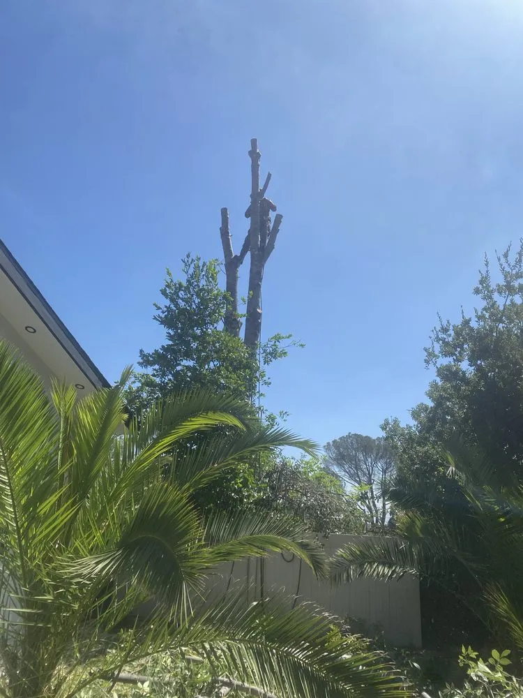 Reliable lawn care service for outdoor upgrades in Newhall, CA by JR tree Service and Brush Clearance & landscape