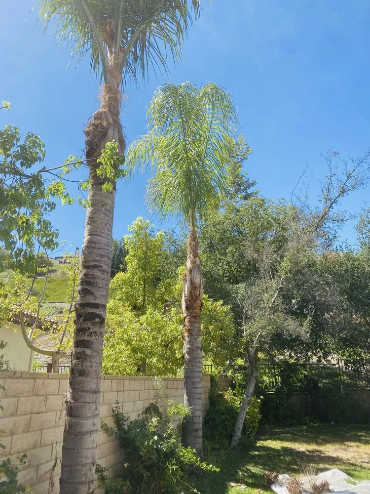 Professional outdoor landscaping for beautiful yards in Newhall, CA by JR tree Service and Brush Clearance & landscape