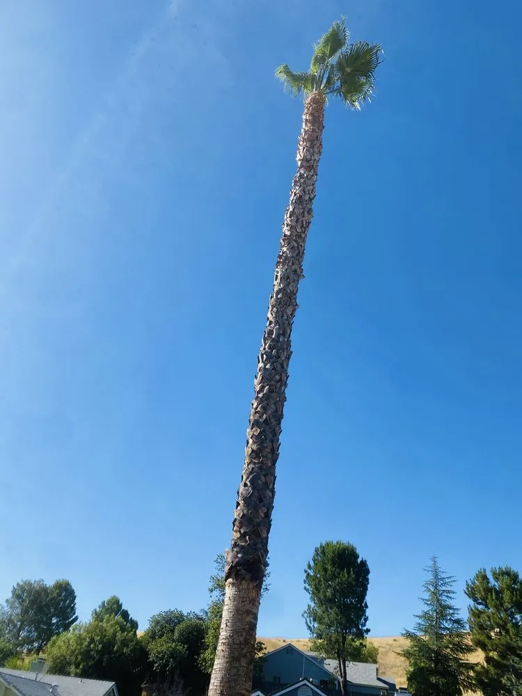 Trusted landscape design for residential properties across Newhall, CA - JR tree Service and Brush Clearance & landscape