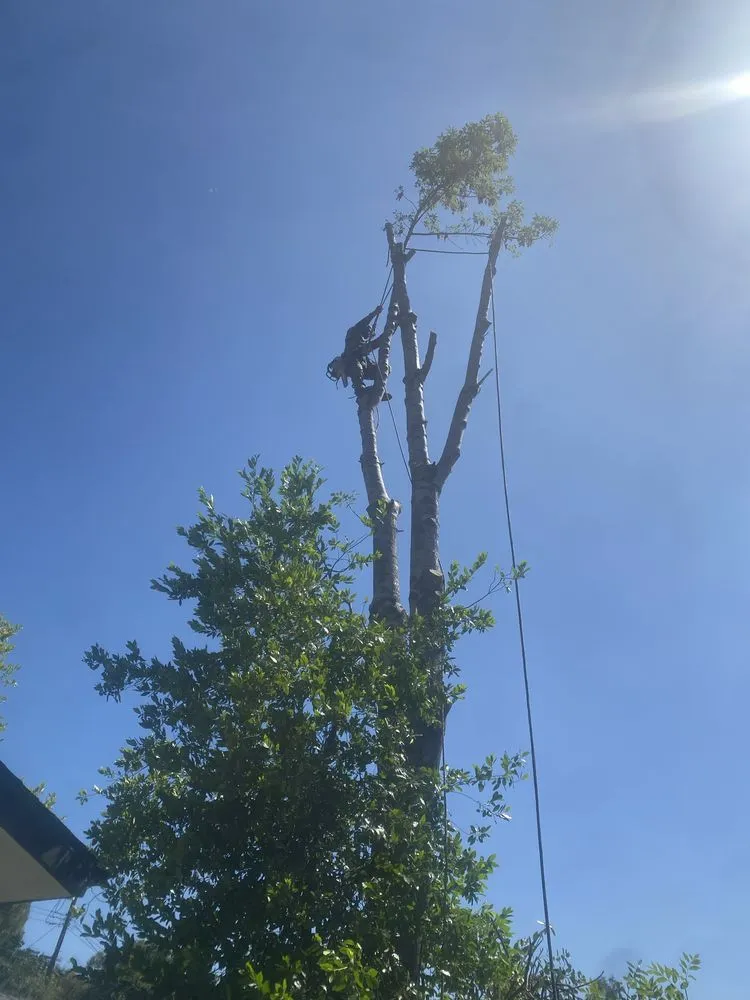 Reliable yard cleanup service for homes in Newhall, CA by JR tree Service and Brush Clearance & landscape