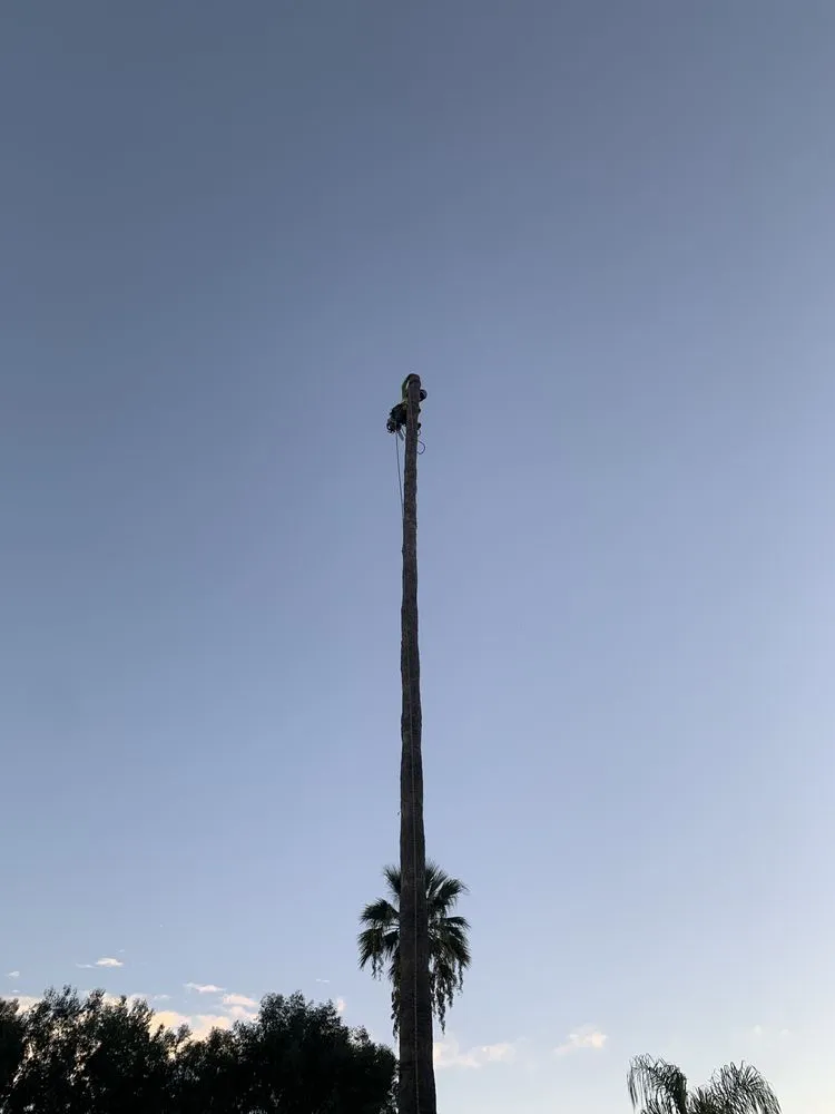 Top-rated outdoor landscaping for year-round maintenance across San Fernando Valley, CA - Jr Tree Service And Landscaping