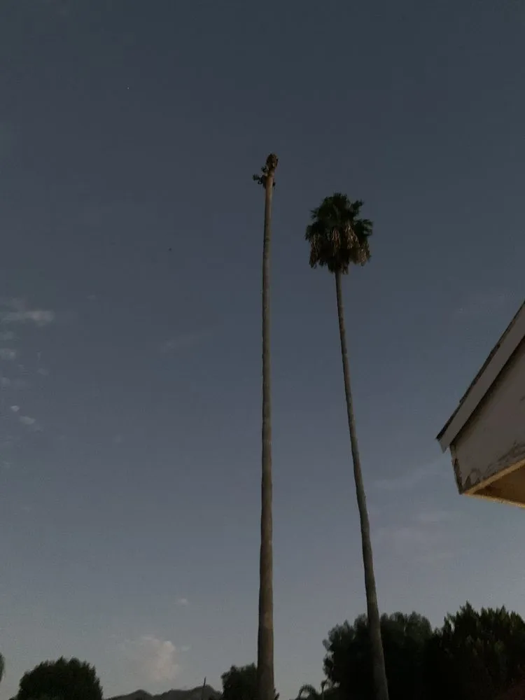 Affordable yard maintenance experts serving San Fernando Valley, CA - Jr Tree Service And Landscaping