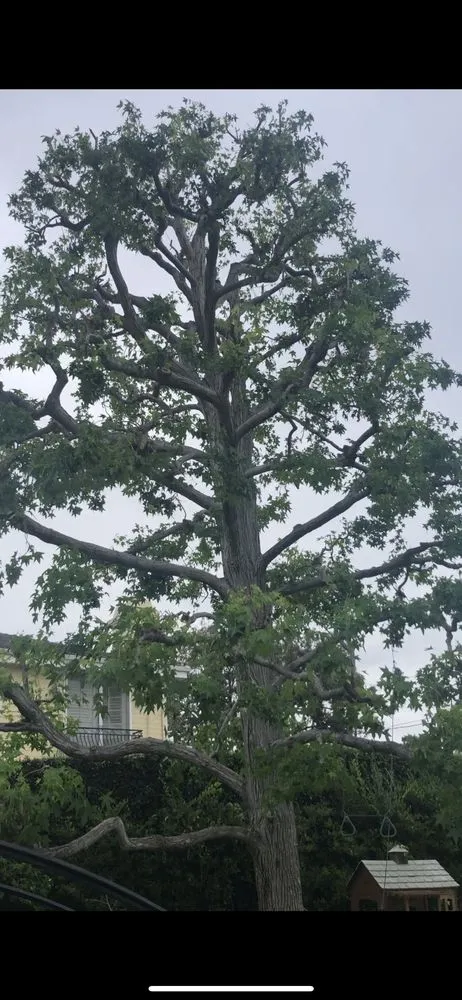 Custom yard maintenance experts serving Frazier Park, CA - J&R Tree Service