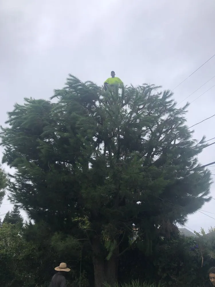 Professional yard maintenance for homes across Frazier Park, CA - J&R Tree Service