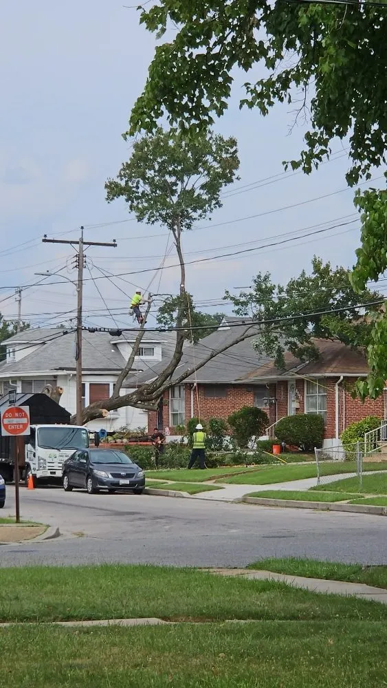 Trusted landscape design experts serving Baltimore, MD - JR Tree Service Landscape