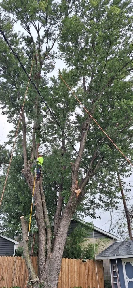 Reliable lawn care service in Baltimore, MD - JR Tree Service Landscape