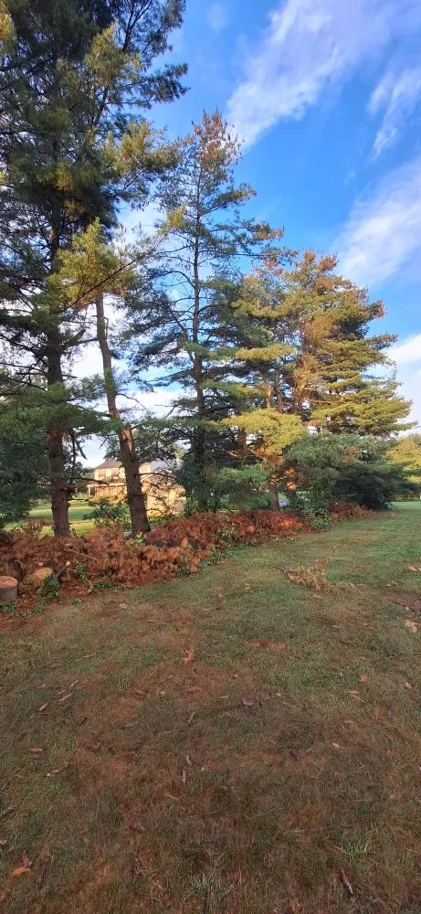 Custom lawn mowing service for outdoor upgrades across Baltimore, MD - JR Tree Service Landscape