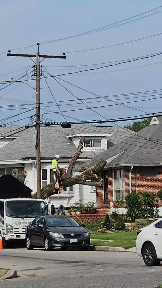 Affordable yard cleanup service in Baltimore, MD - JR Tree Service Landscape