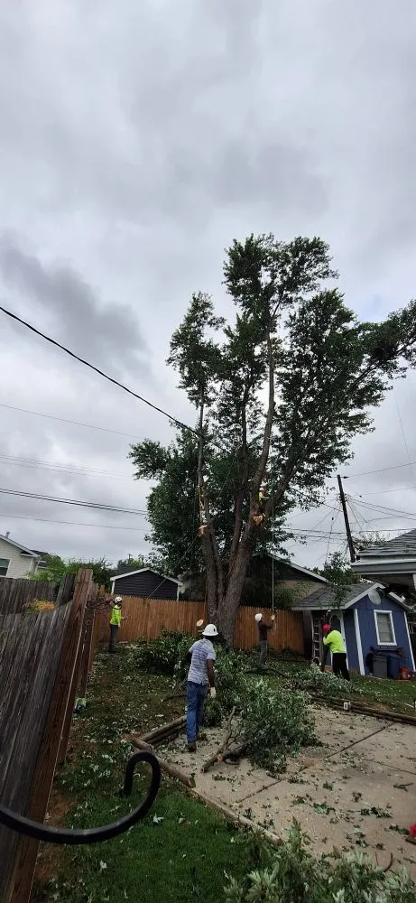 Top-rated yard cleanup service for beautiful yards across Baltimore, MD - JR Tree Service Landscape