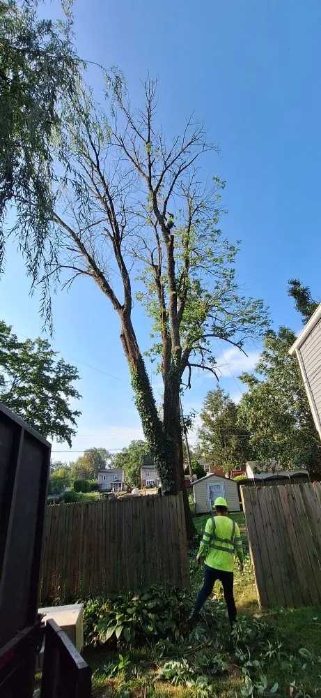 Reliable landscape design for beautiful yards in Baltimore, MD by JR Tree Service Landscape