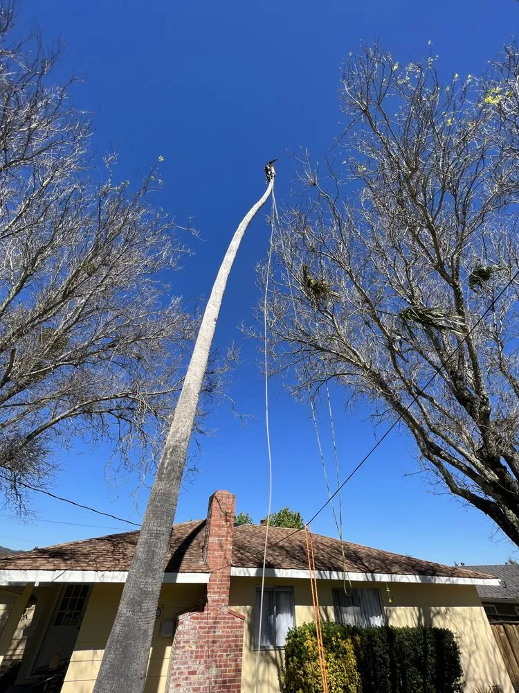 Affordable lawn care service experts serving Novato, CA - JR Tree Service