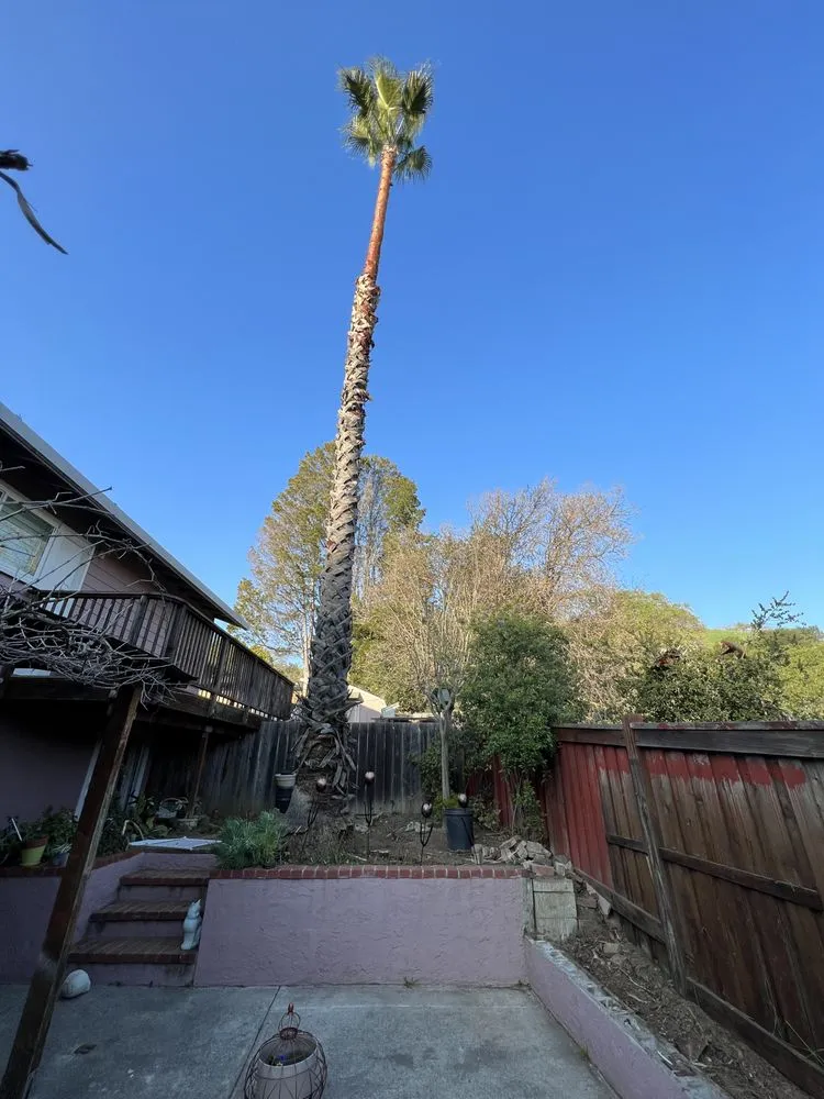 Local garden landscaping near you in Novato, CA by JR Tree Service