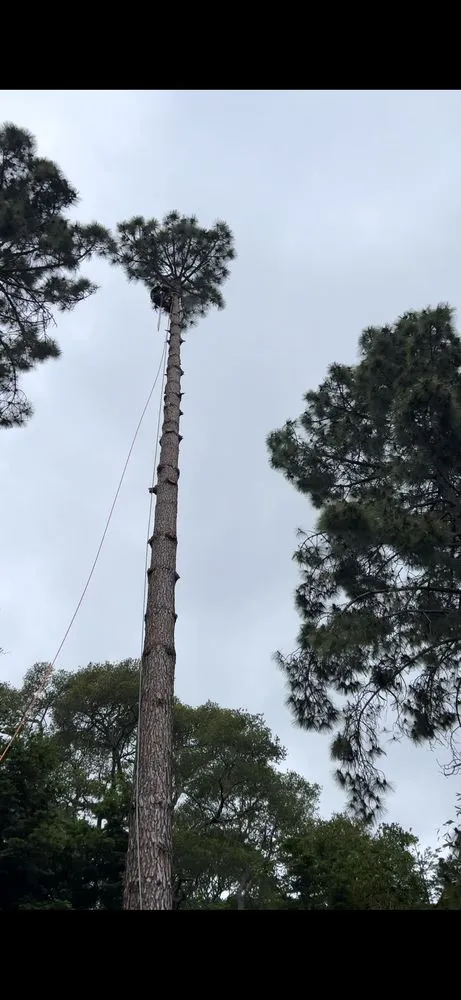 Custom lawn care service near you across Novato, CA - JR Tree Service