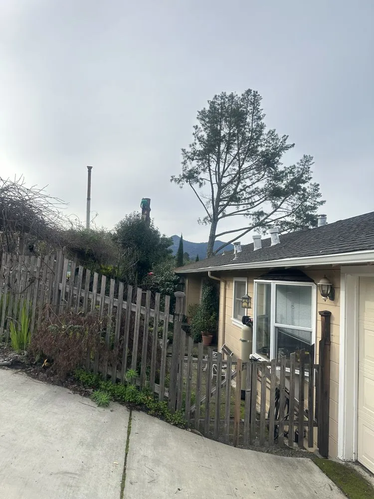 Expert outdoor landscaping experts serving Novato, CA - JR Tree Service
