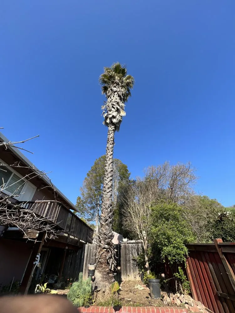 Professional lawn care service in Novato, CA - JR Tree Service