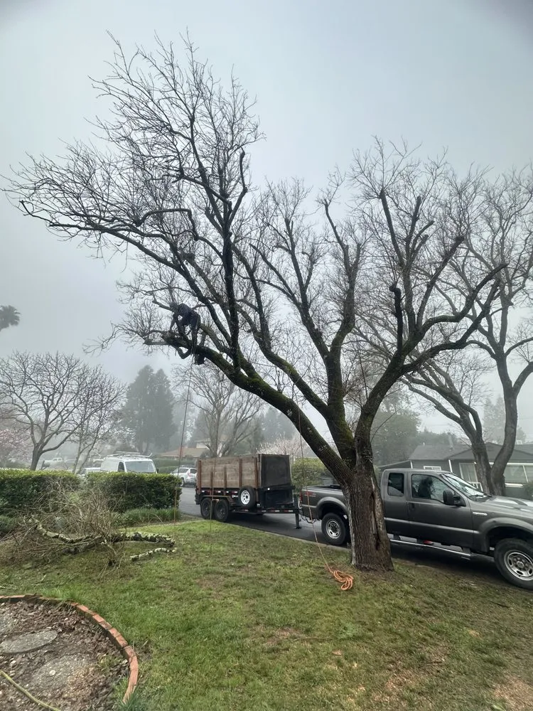 Custom garden landscaping experts serving Novato, CA - JR Tree Service