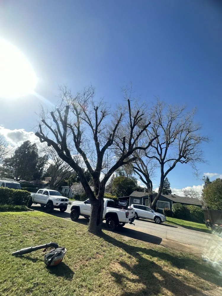 Reliable lawn mowing service for beautiful yards across Novato, CA - JR Tree Service