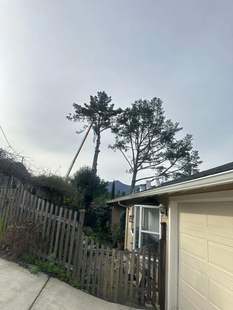 Expert residential landscaping in Novato, CA by JR Tree Service