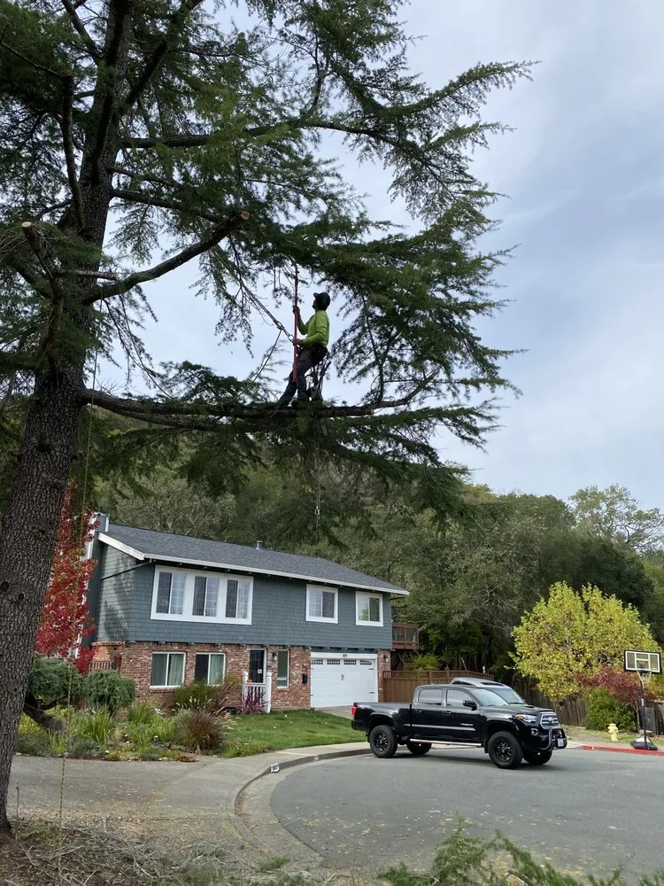 Top-rated garden landscaping in Novato, CA - JR Tree Service