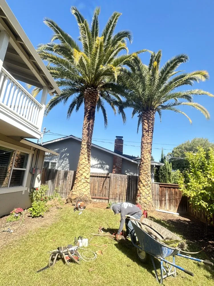 Affordable residential landscaping in Novato, CA by JR Tree Service