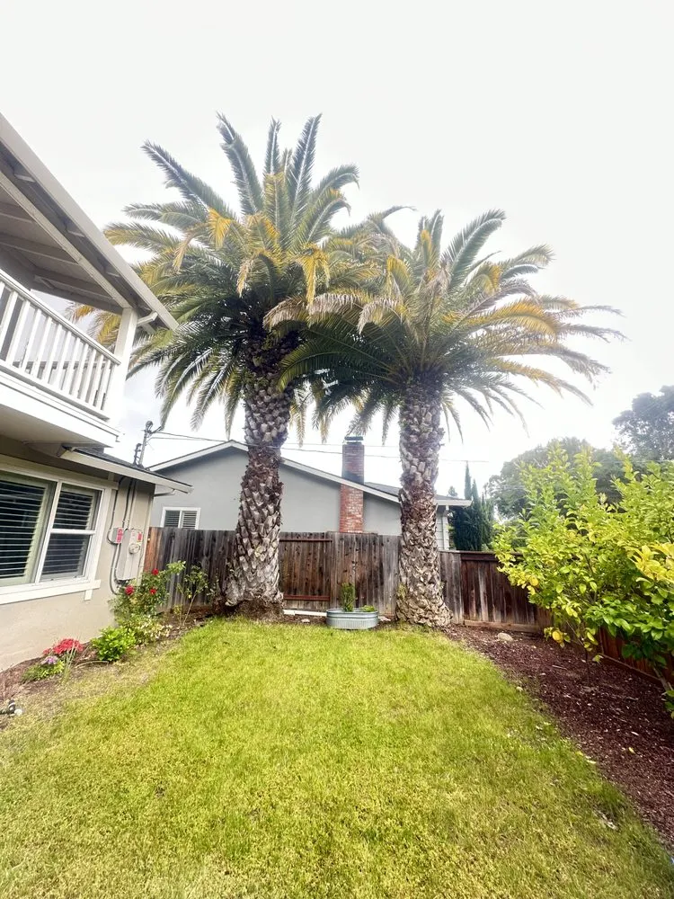 Professional outdoor landscaping near you in Novato, CA by JR Tree Service