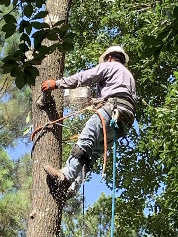 Trusted yard maintenance in Houston, TX by JR Tree Services and Land Clearing