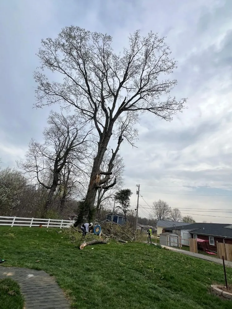 Trusted landscaping services in Shelbyville, KY by J&R Tree Services