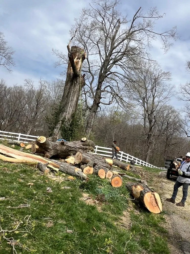 Top-rated yard cleanup service experts serving Shelbyville, KY - J&R Tree Services
