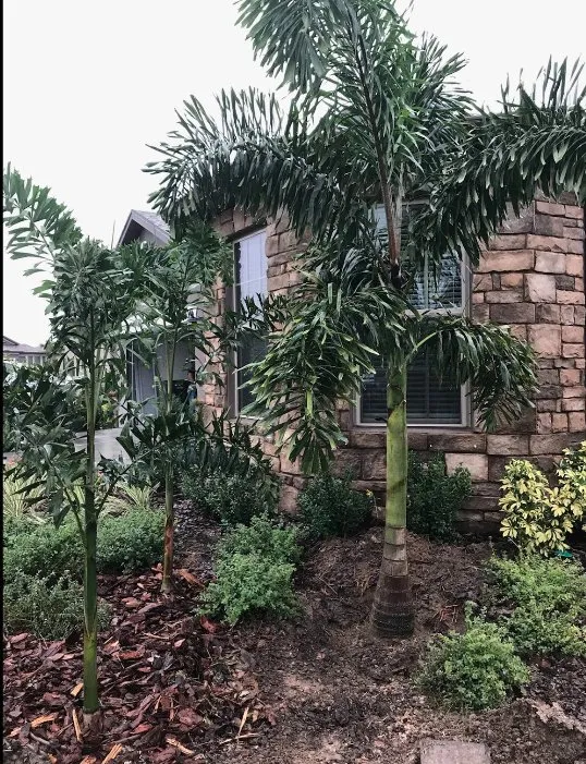 Reliable lawn care service in Wimauma, FL by J&R Trees And Landscaping