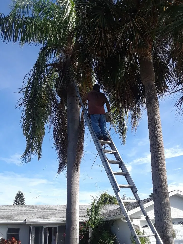 Local yard cleanup service in Wimauma, FL - J&R Trees And Landscaping
