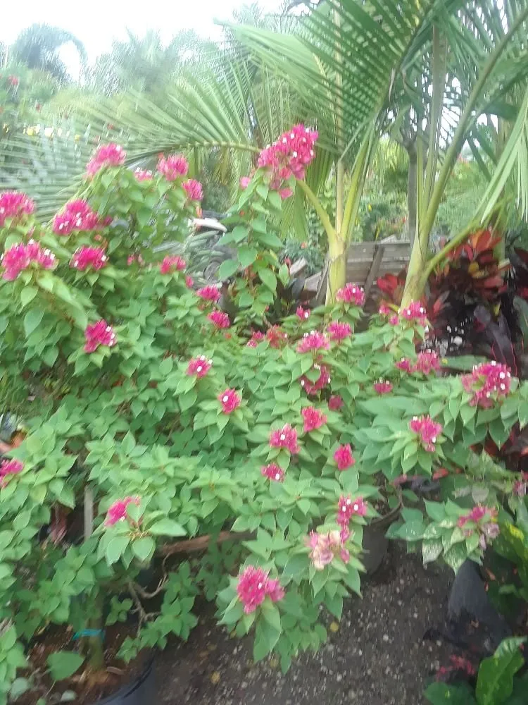 Custom garden landscaping for outdoor upgrades in Wimauma, FL by J&R Trees And Landscaping