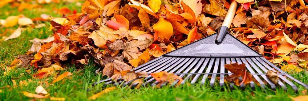 Top-rated yard cleanup service near you across Santa Cruz, CA - JR2020EJ