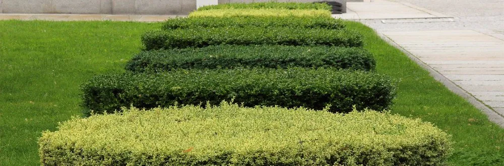 Affordable residential landscaping for residential properties in Santa Cruz, CA by JR2020EJ