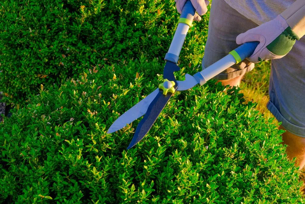 Top-rated yard cleanup service in Princeton, TX by JRB Lawn Maintenance