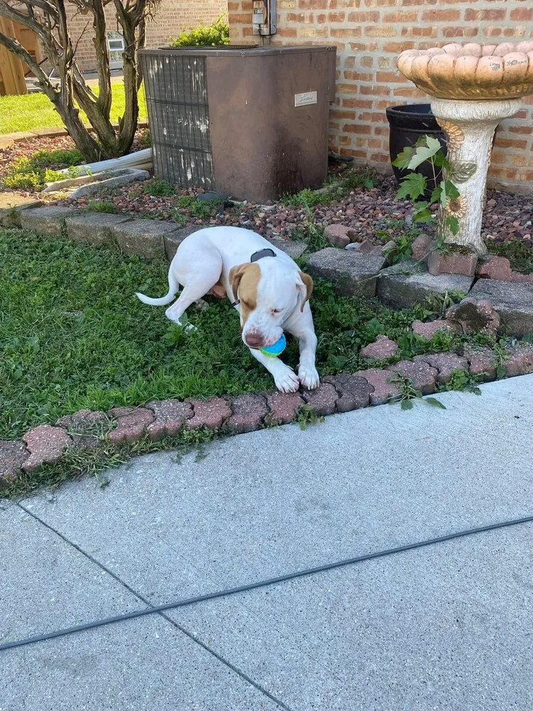 Custom lawn care service in Oak Lawn, IL by JRBR Enterprises