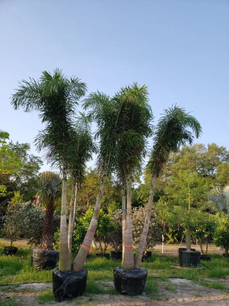 Top-rated landscape design for year-round maintenance across St. Petersburg, FL - JRJ Landscaping