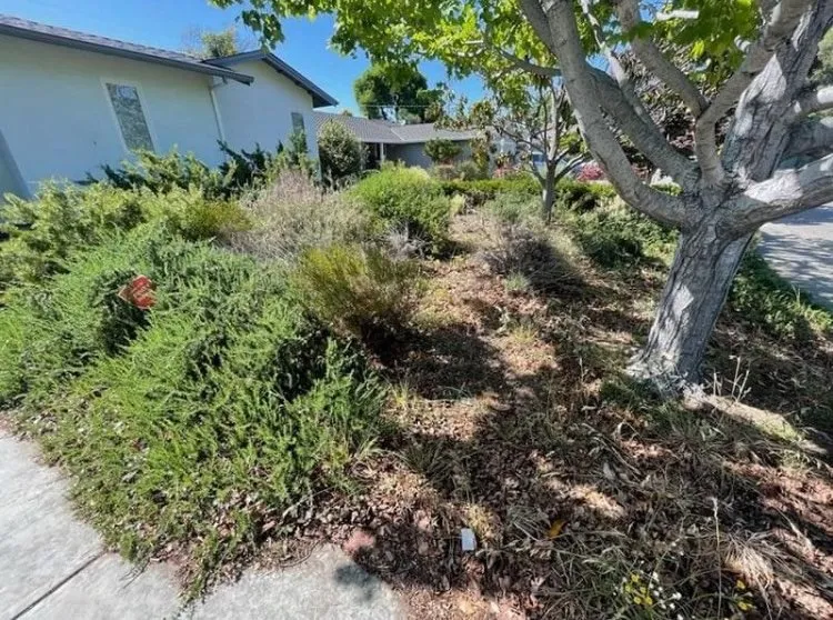 Custom yard cleanup service experts serving Los Gatos, CA - JRP Landscaping