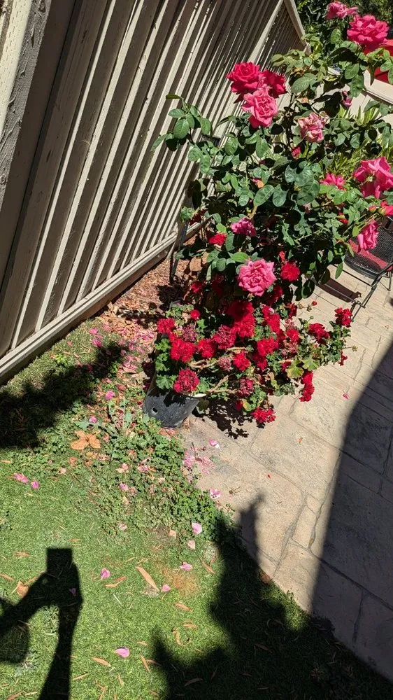 Professional yard cleanup service in Los Gatos, CA - JRP Landscaping