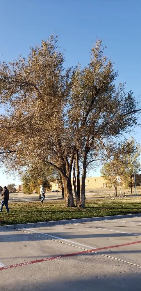 Professional outdoor landscaping in Pampa, TX - JRP Trees and Landscaping