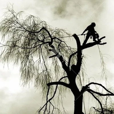 JRP Trees and Landscaping