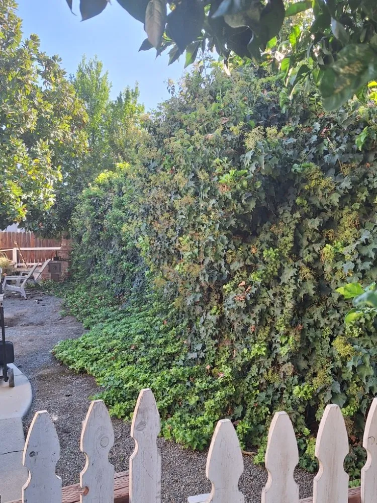 Expert landscape design in Fresno, CA by Jr's Junk Removal & Lawn Service