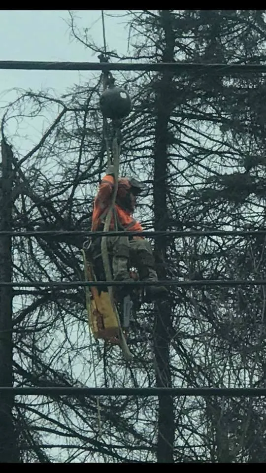 Reliable lawn care service experts serving Sewickley, PA - Jr's Lawn & Tree