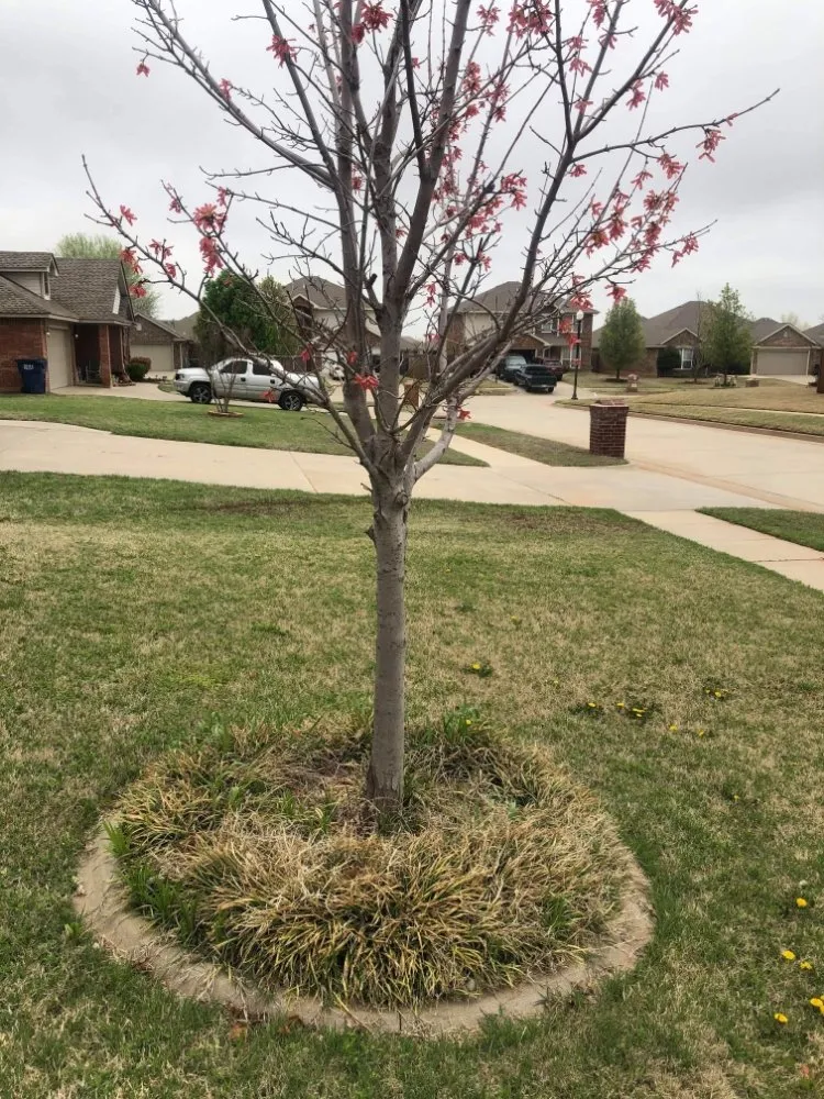 Top-rated yard cleanup service with custom design in Oklahoma City, OK by J.R.'s lawn service
