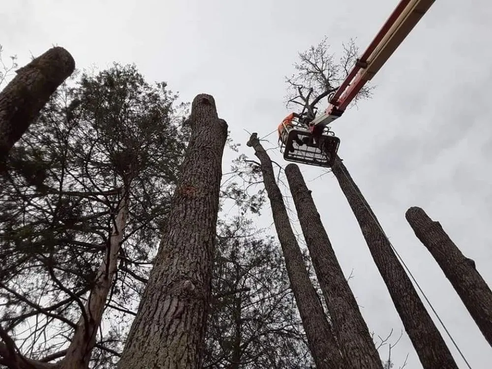 Affordable landscaping services with custom design in Roanoke Rapids, NC by Jr's Tree & Landscaping