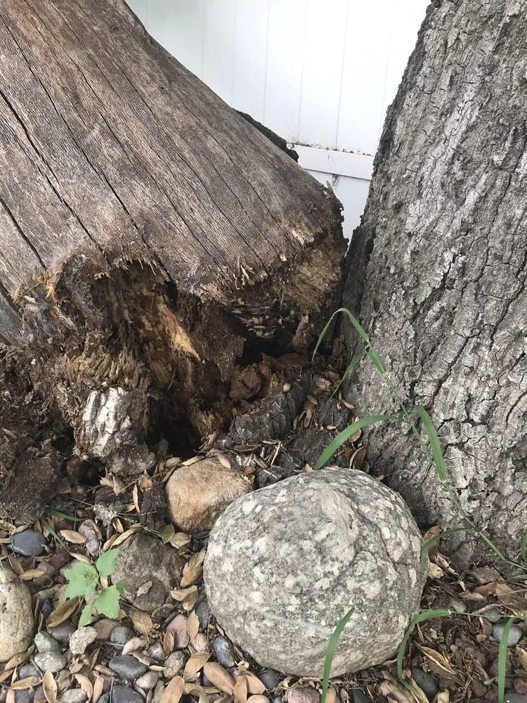 Affordable landscaping services experts serving Pasadena, CA - JR's Tree Service & Landscape