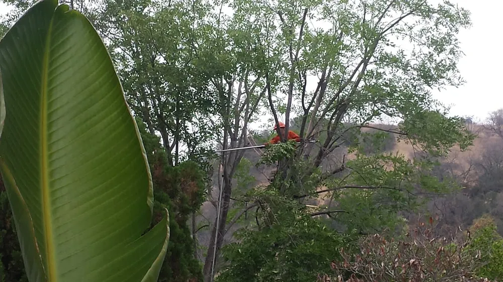 Trusted garden landscaping in Pasadena, CA by JR's Tree Service & Landscape