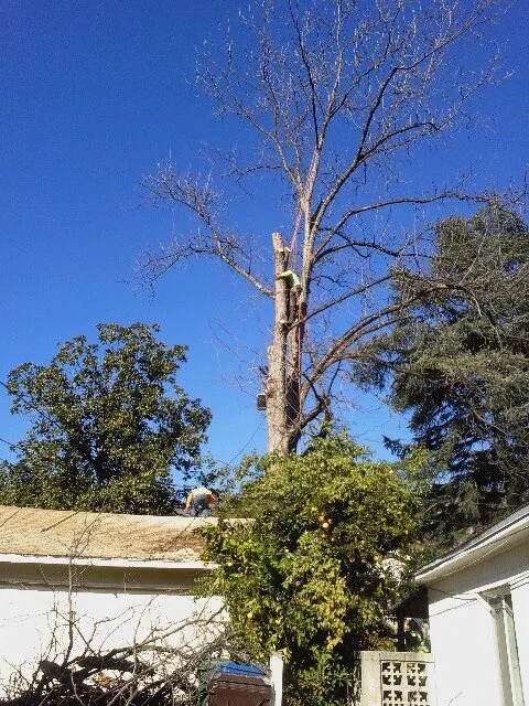 Top-rated landscaping services in Pasadena, CA - JR's Tree Service & Landscape